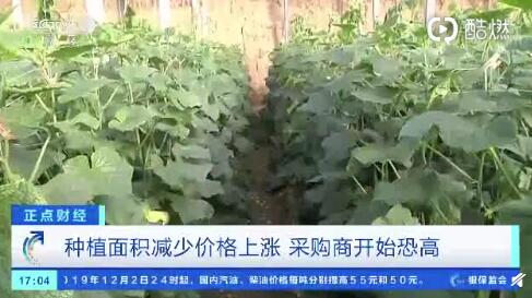 聊城黃瓜最新行情，一根黃瓜如何助力自信與成就之路