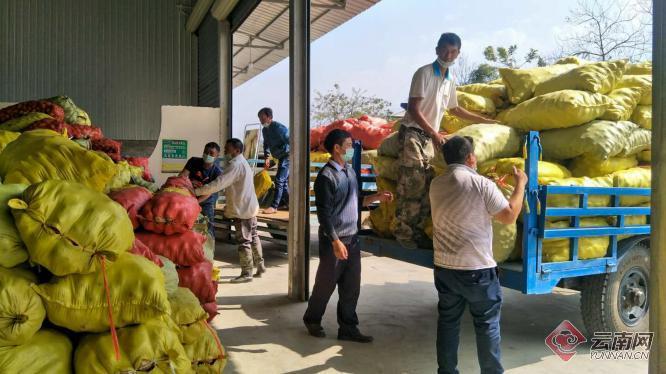 盈江土豆行情動(dòng)態(tài)，種植希望，收獲自信與成就