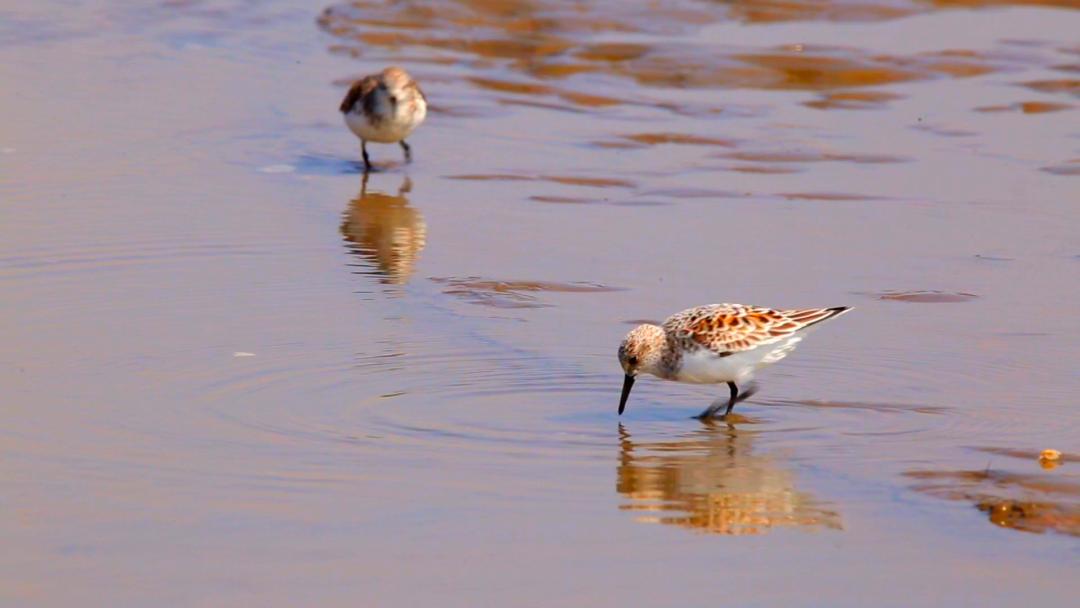 唐山灤南未來藍圖揭秘，最新規(guī)劃引領城市發(fā)展