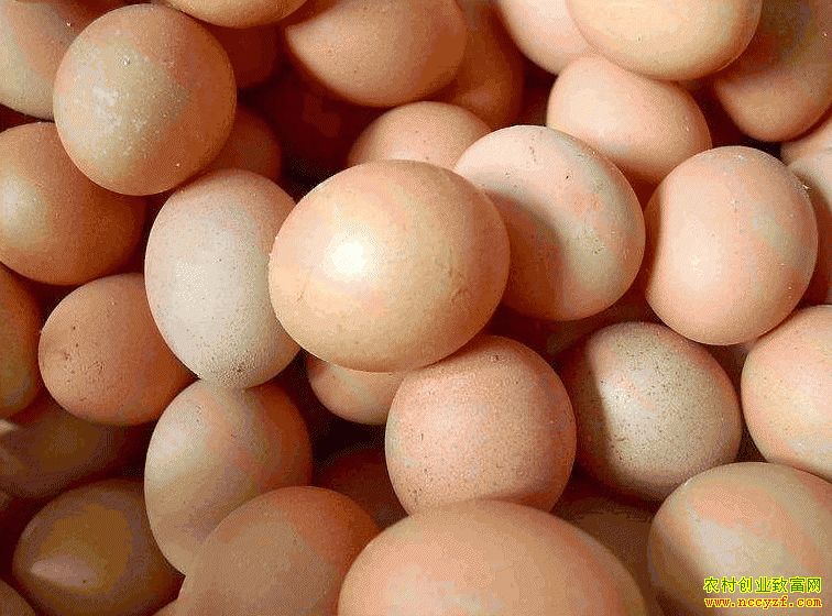 肇東雞蛋價格最新動態(tài)，跟隨自然腳步，重拾內(nèi)心寧靜與平和的探索之旅