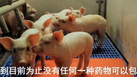 最新母豬保健方案揭秘，提升母豬健康與生產(chǎn)效率的秘訣