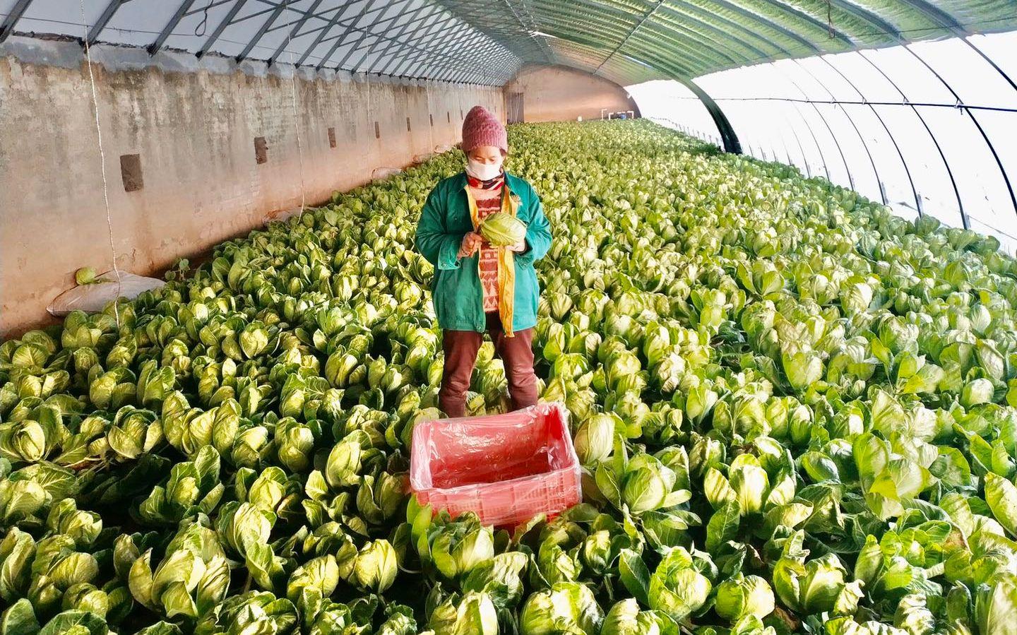 最新特菜品種，家的溫馨故事探索與發(fā)現(xiàn)