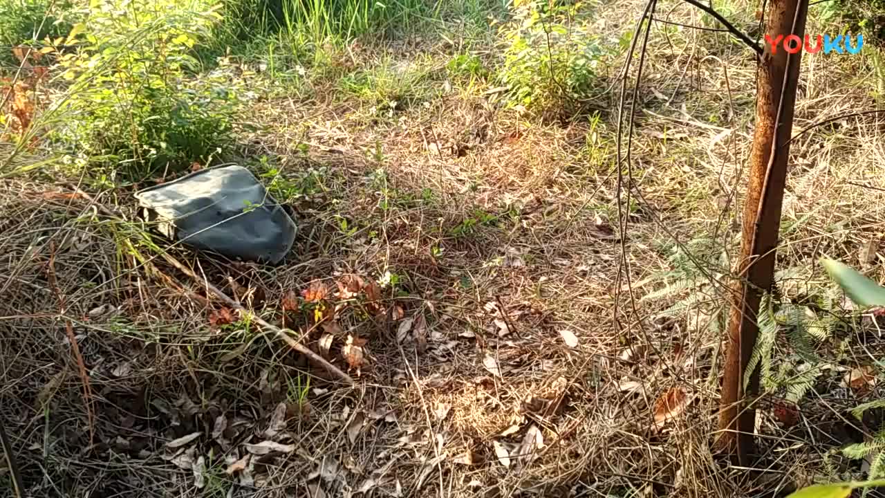 鷓鴣中套最新視頻，領(lǐng)略傳統(tǒng)藝術(shù)魅力的震撼登場！