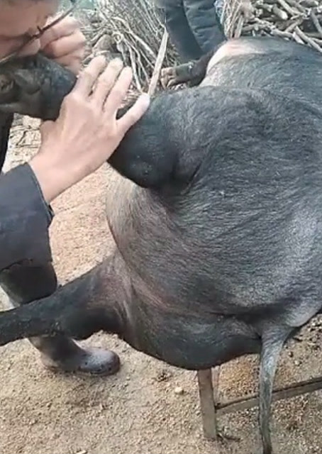 豬圈中的歡樂(lè)時(shí)刻，最新吹豬視頻集錦