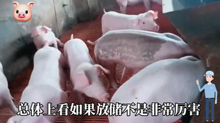 最新閹豬技巧步驟指南，專業(yè)方法與實用操作指南