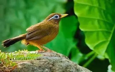 鎮(zhèn)雄房屋最新出售信息,家園變遷與自我成長的自信成就