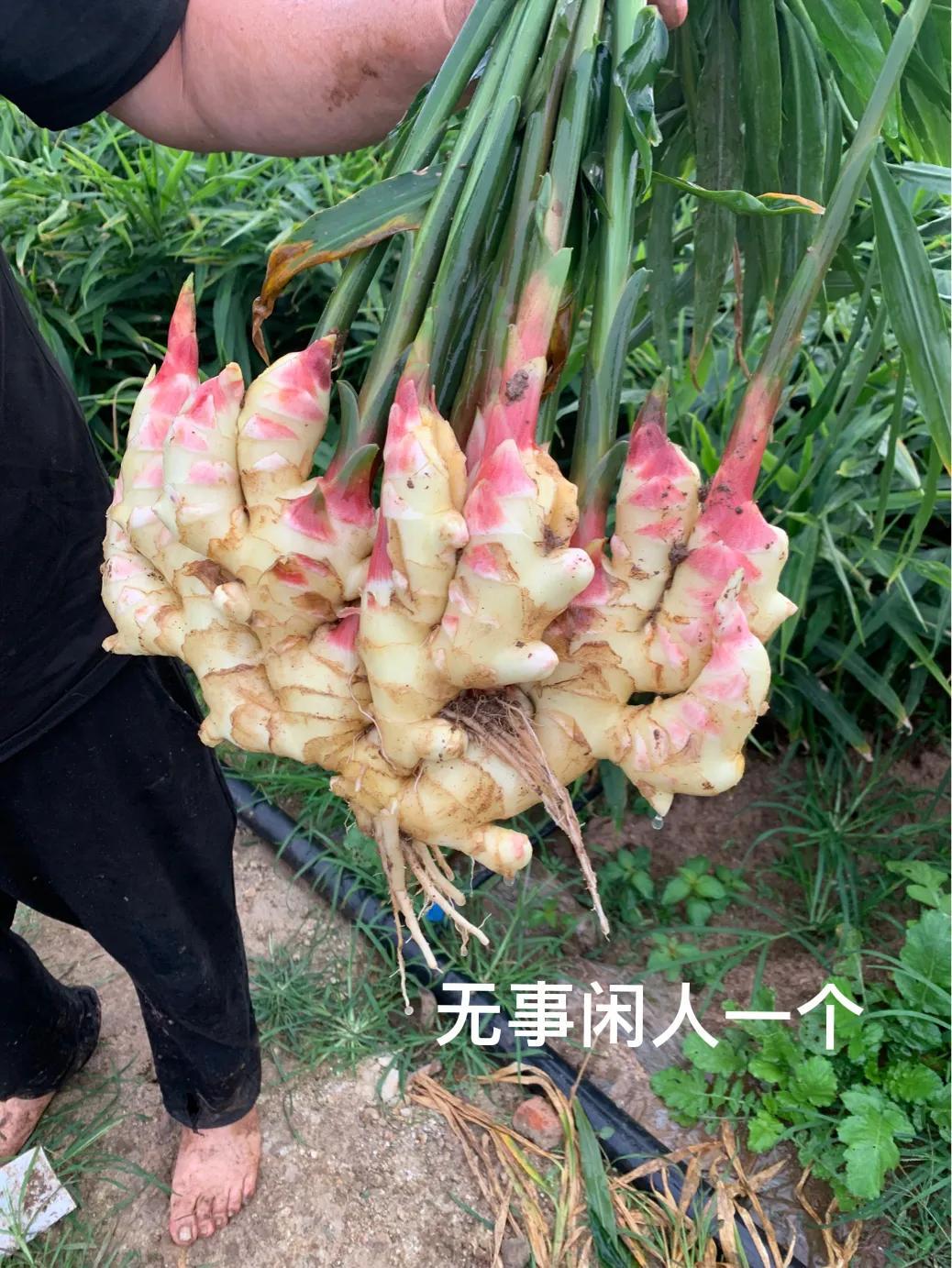 山東生姜最新價(jià)格回顧與洞察