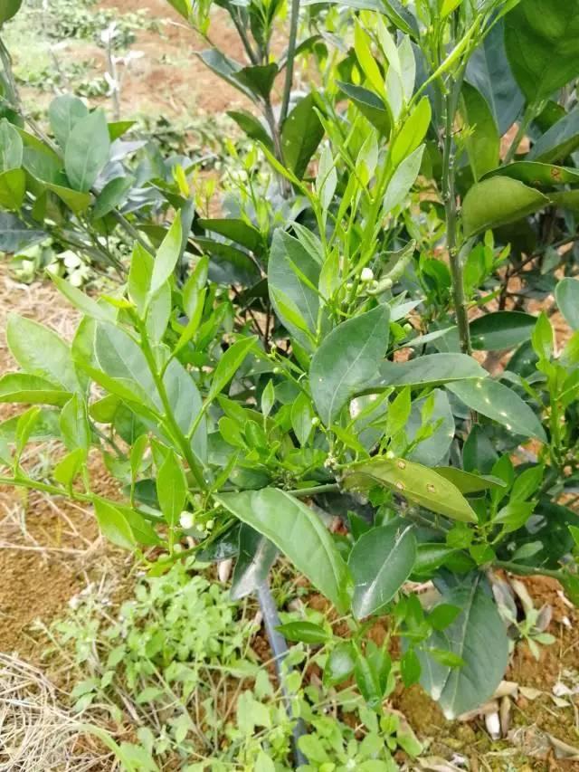 柑橘最新保果技術(shù)，開啟探索之旅，勵志無限可能