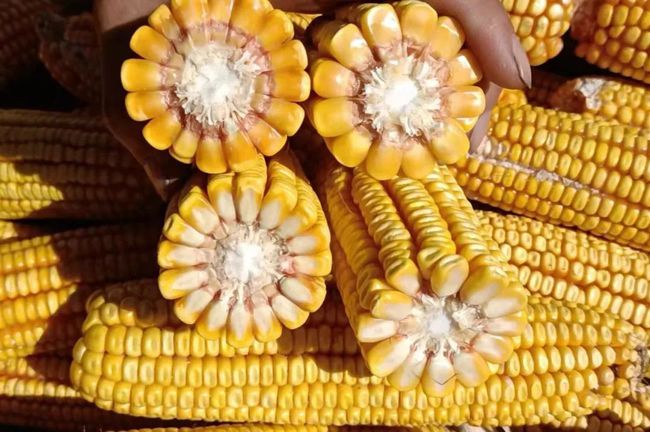 河北邯鄲玉米最新價格及指南