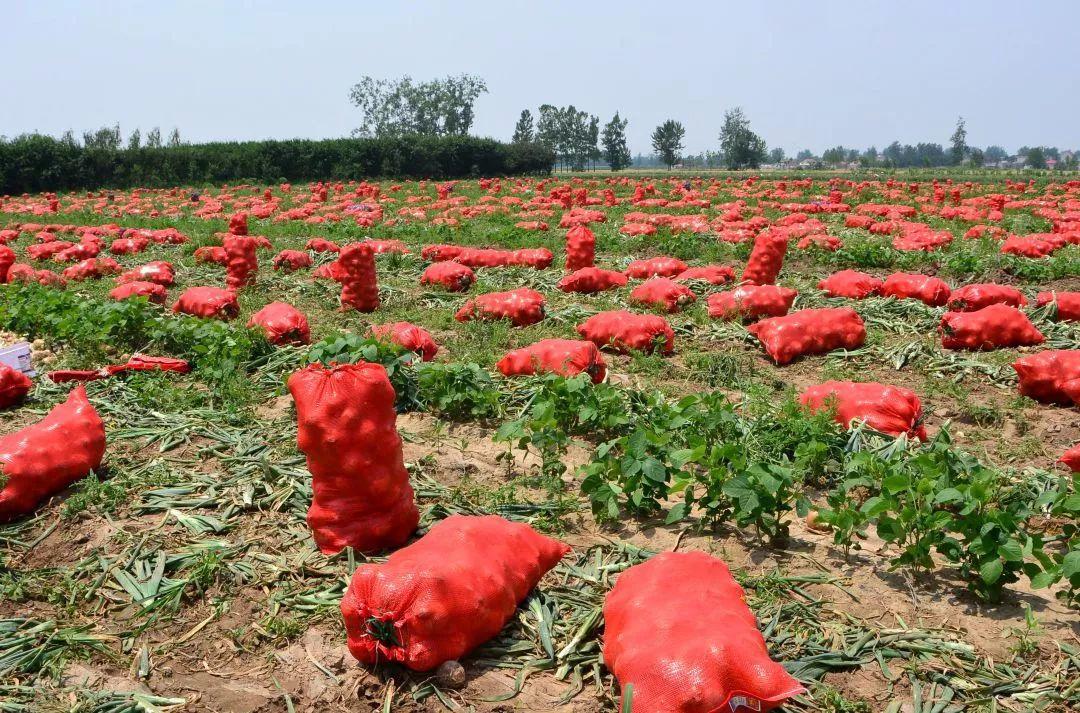 金鄉(xiāng)洋蔥出庫(kù)最新價(jià)格，獲取與了解的步驟指南