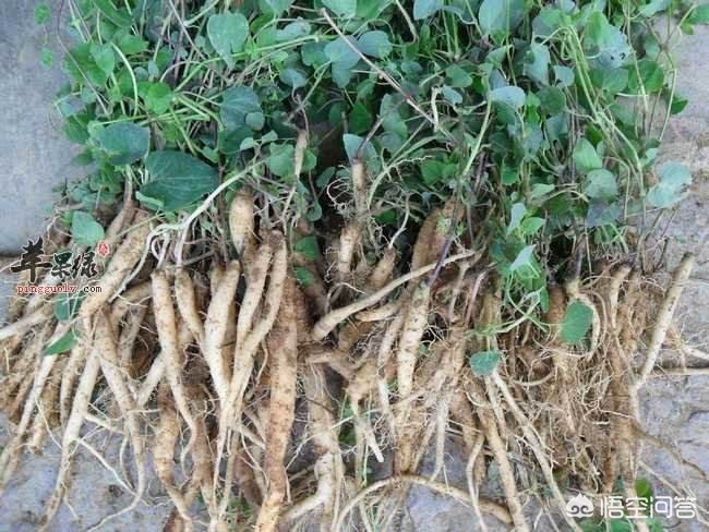 甘肅黨參最新價格動態(tài)，市場走勢與影響因素分析