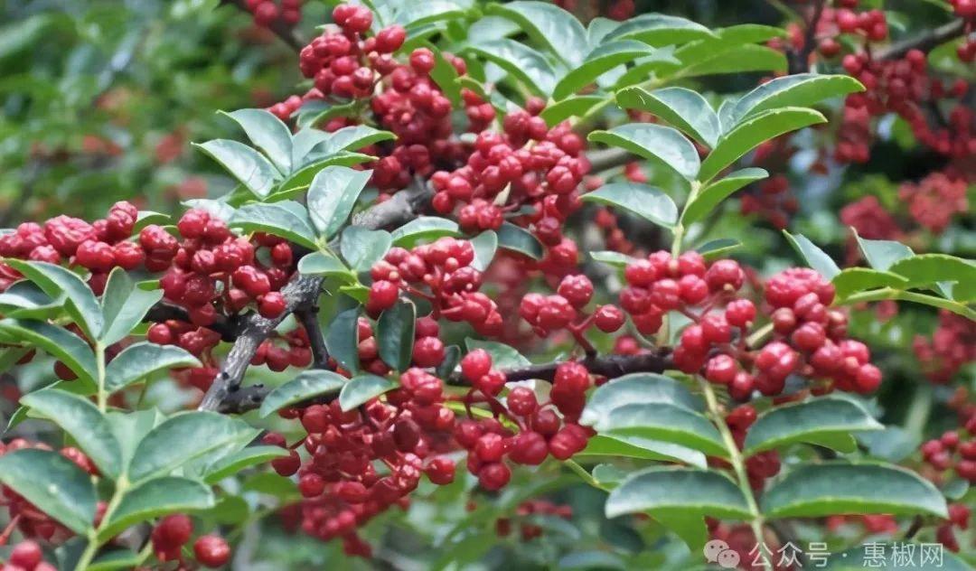 花椒價(jià)格最新行情2024，科技引領(lǐng)，椒香走向未來