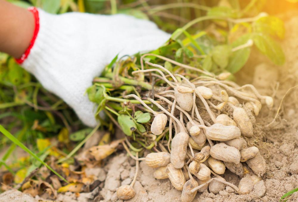 遼寧玉米最新價格動態(tài)，變化中的機遇，學習成就自信與收獲