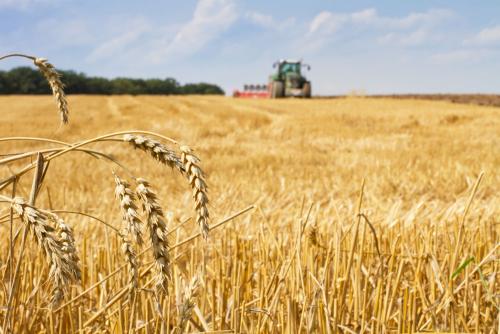 鶴壁小麥最新行情，科技引領(lǐng)農(nóng)業(yè)新時代，市場智能體驗新篇章