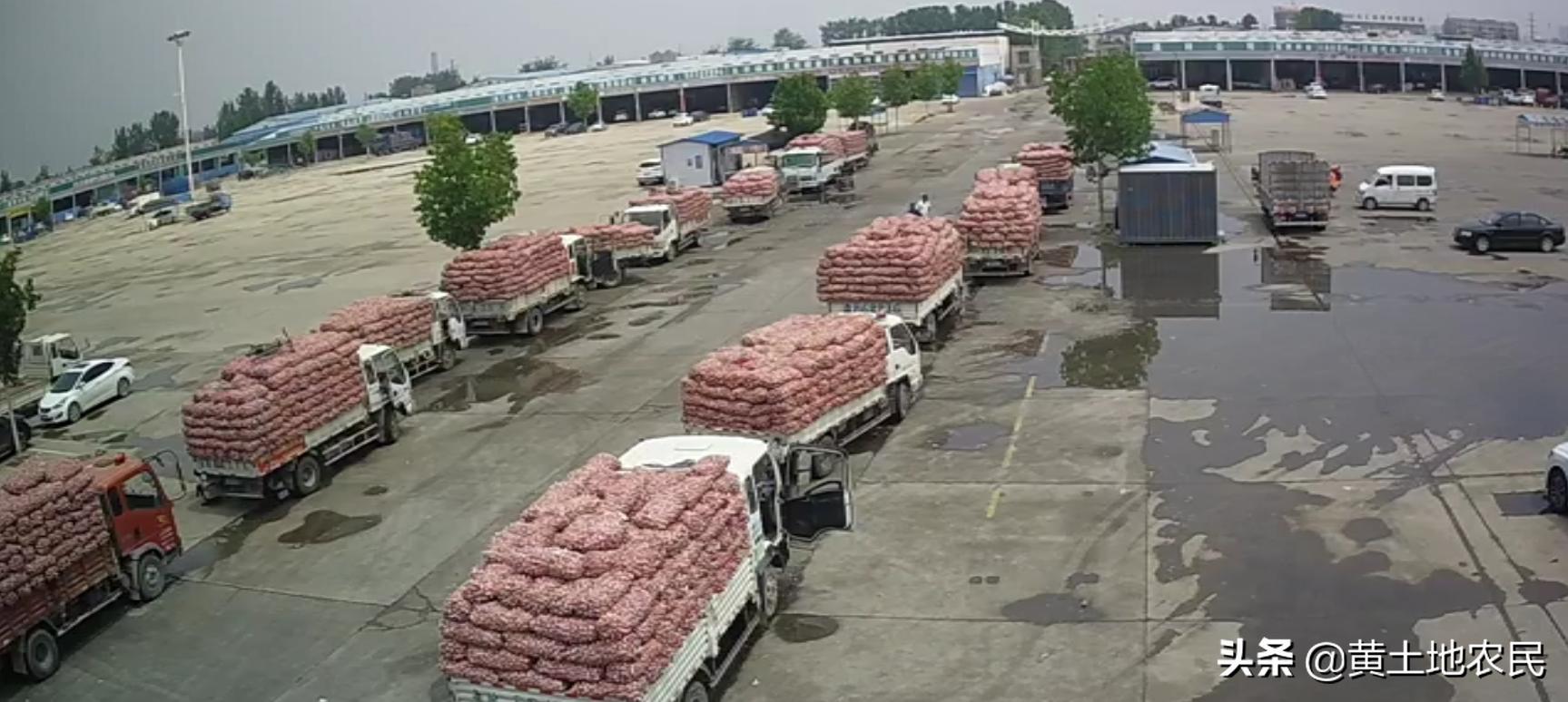 國(guó)際大蒜價(jià)格實(shí)時(shí)更新，最新行情概覽