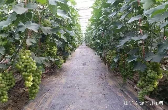 探索自然美景之旅，最新葡萄大棚種植模式揭秘