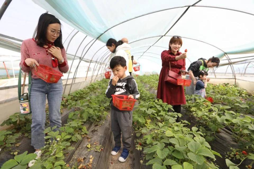 灃西新城馬王發(fā)展雙刃劍效應，最新消息與影響分析