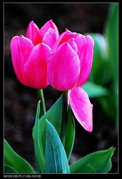 最新郁金香，小巷深處的芬芳馥郁之美