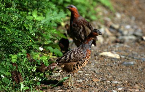 最新竹雞套，傳統(tǒng)與創(chuàng)新的完美融合