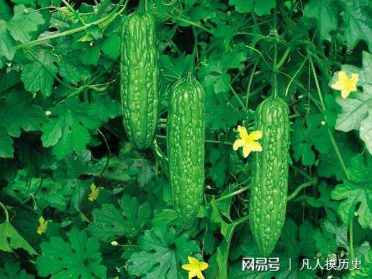 苦瓜最新網(wǎng)站，探索自然美景，尋找內(nèi)心寧?kù)o的輕松之旅