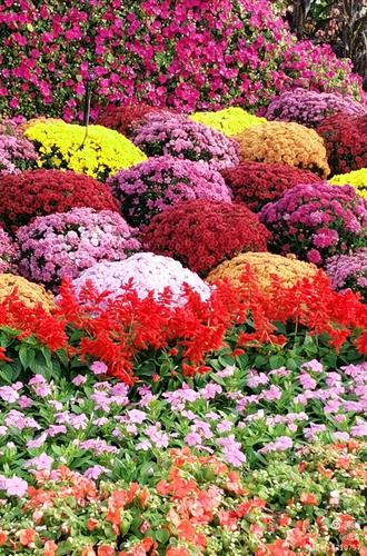 最新鮮花美景之旅，尋找內(nèi)心平靜的旅程