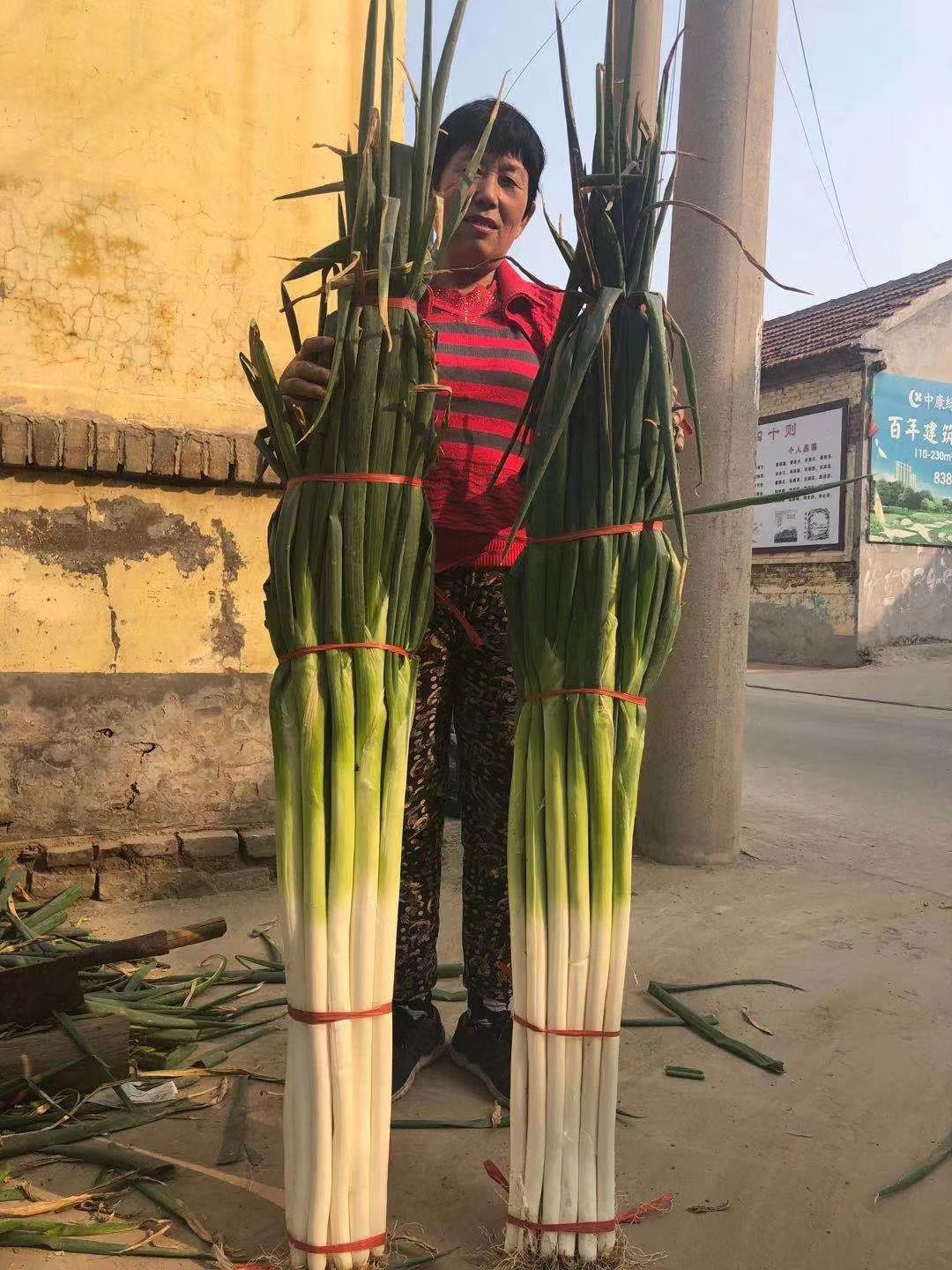 保定大蔥近期價格走勢，機遇與挑戰(zhàn)中的勵志力量
