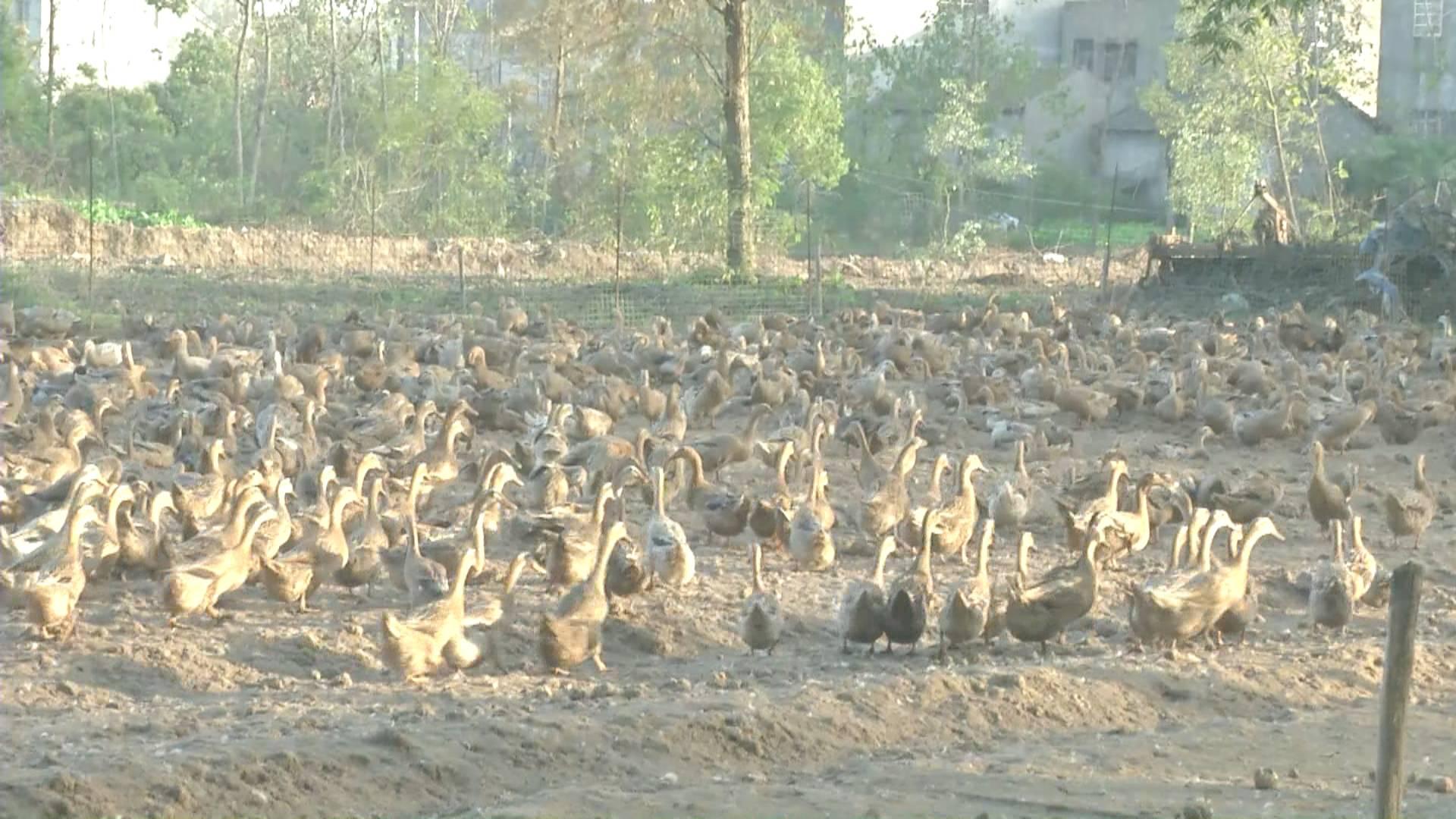 鴨蛋行情網(wǎng)，科技引領(lǐng)鴨蛋市場新時(shí)代