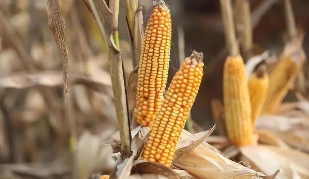 今日山東玉米價格行情，智能農(nóng)業(yè)引領新紀元風向標