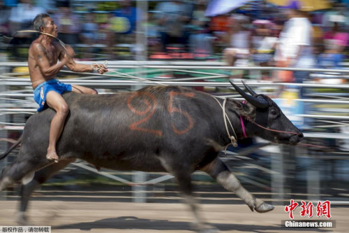 騎水牛比賽，傳統(tǒng)競技的魅力與爭議展現(xiàn)