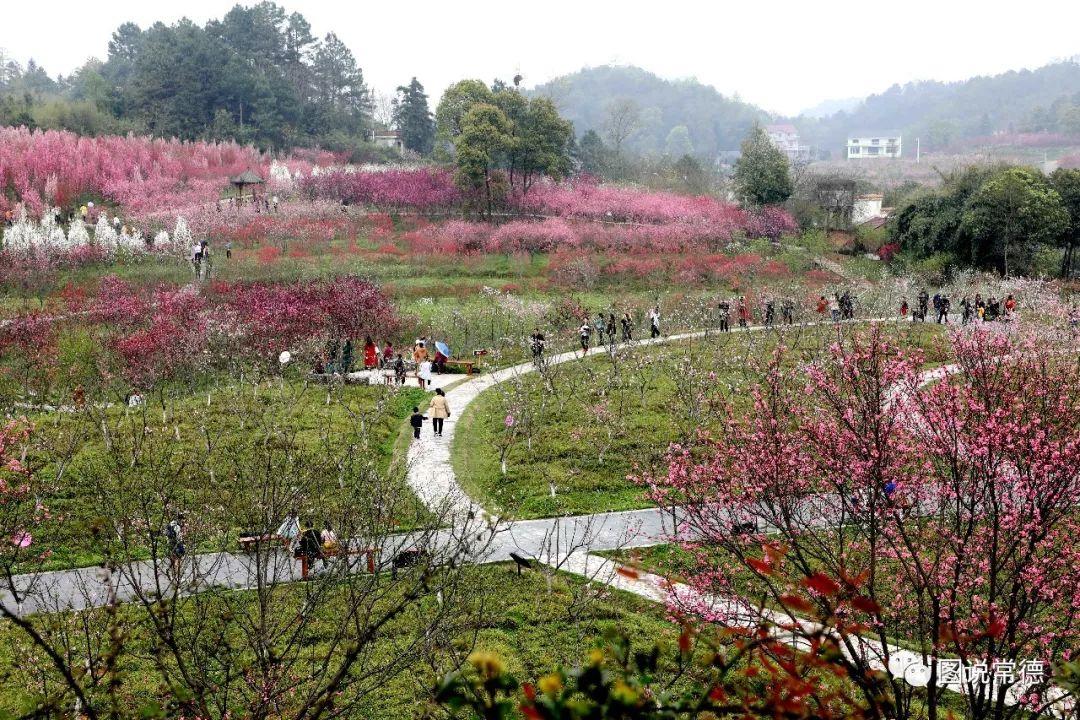 常德最新疫情動(dòng)態(tài)步驟指南，初學(xué)者與進(jìn)階用戶必讀