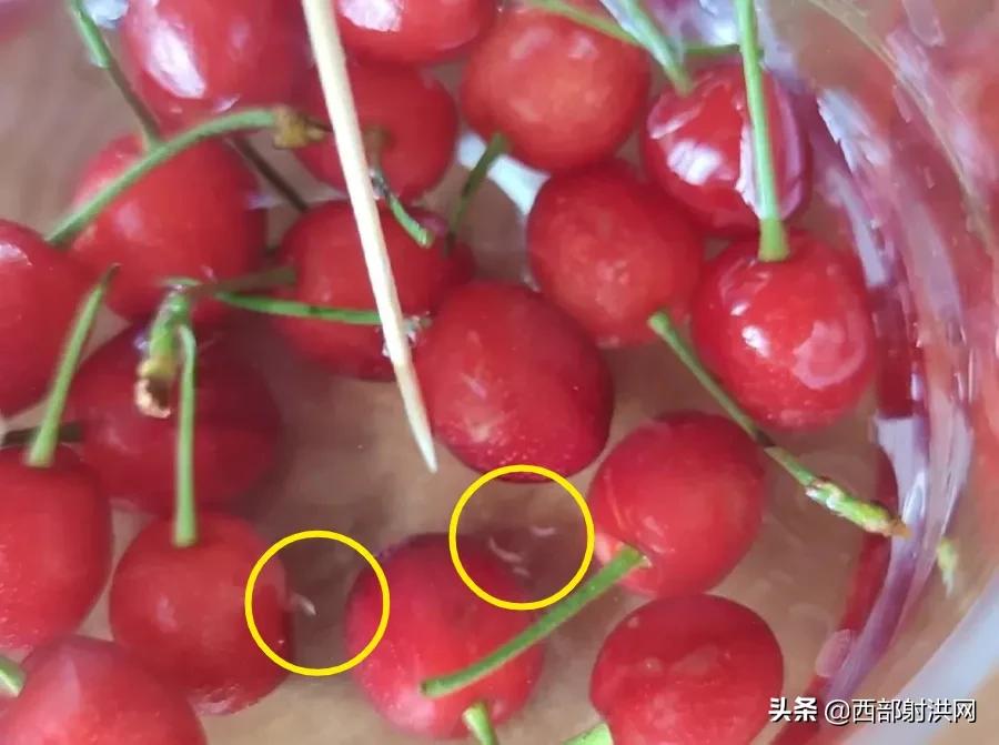 射洪上市公司，小巷深處的獨特風味揭秘