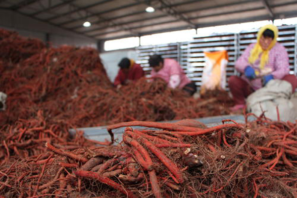 科技賦能下的丹參行情，生活因丹參而多彩