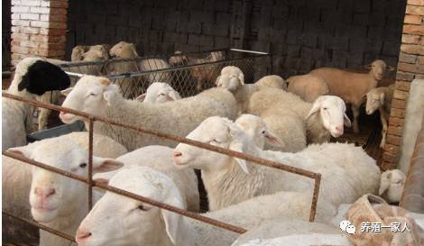 內(nèi)蒙古活羊價(jià)格指南，如何了解與評(píng)估羊只價(jià)值