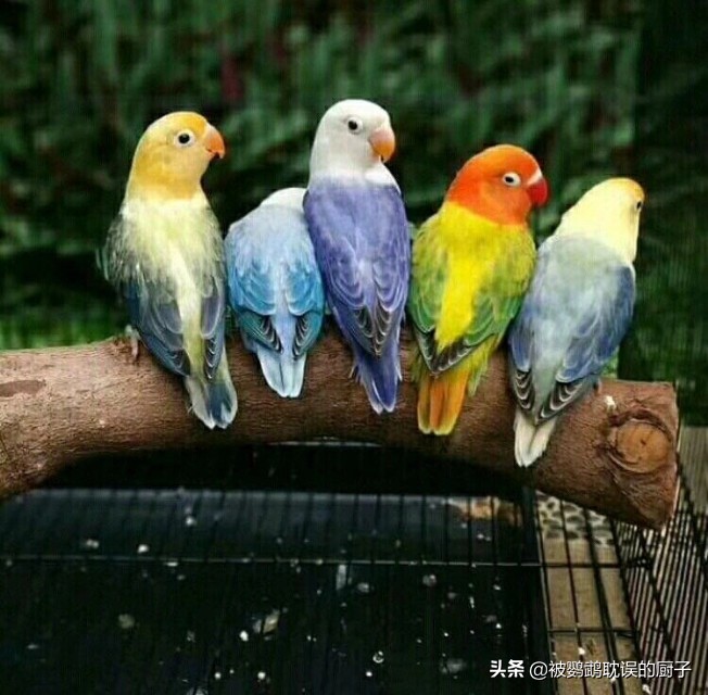 牡丹鸚鵡最新報(bào)價(jià)，市場(chǎng)走勢(shì)分析與選購(gòu)指南