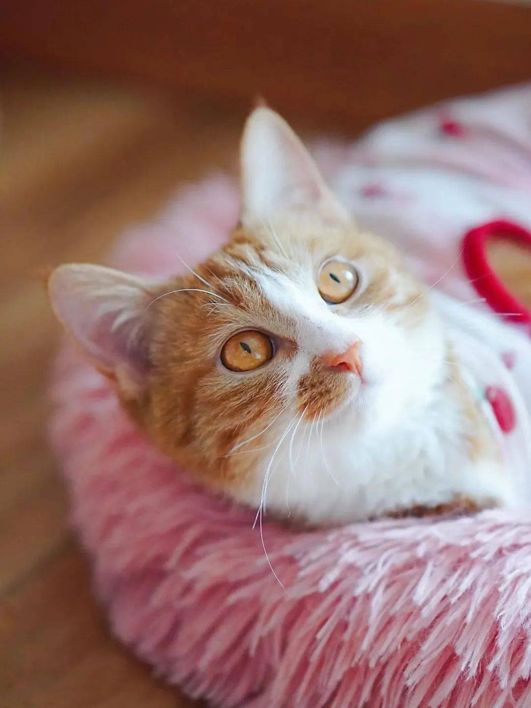 貓咪資訊速遞，探索貓咪的自信成長(zhǎng)與優(yōu)雅步伐