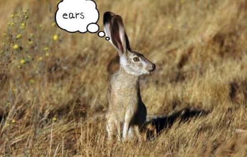 最新夜間捕獵兔子視頻，揭秘夜間捕兔三大要點(diǎn)深度解析