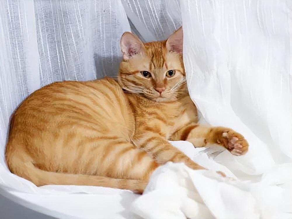 貓品種與價(jià)格，一場(chǎng)自然美景的探尋之旅