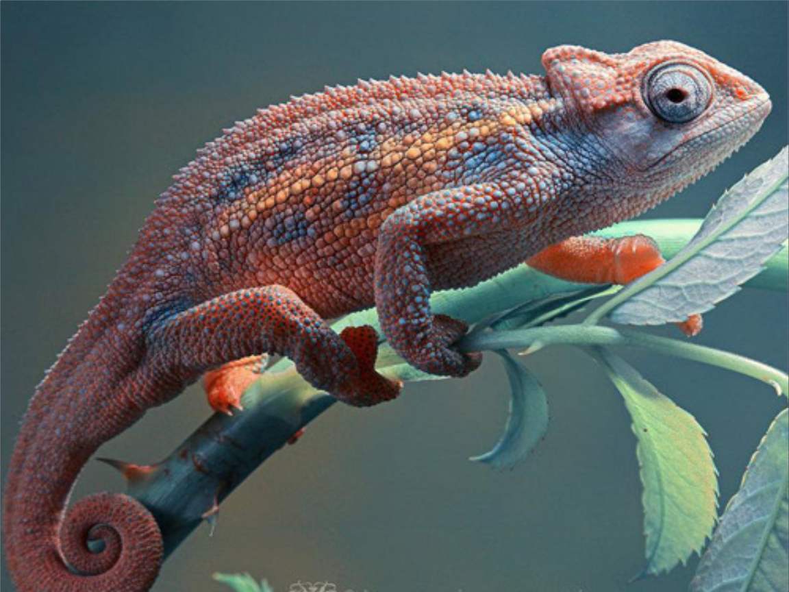 全新版變色龍，小巷中的神秘瑰寶