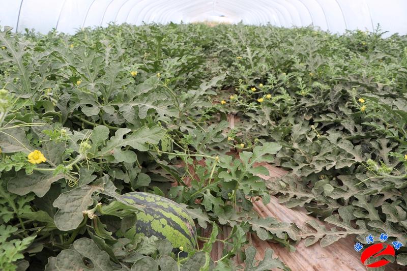 全國西瓜最新價(jià)格行情，綠色之旅探尋內(nèi)心平靜