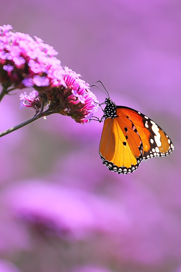 紫蝶舞動新篇章，任務(wù)完成與技能學(xué)習(xí)指南