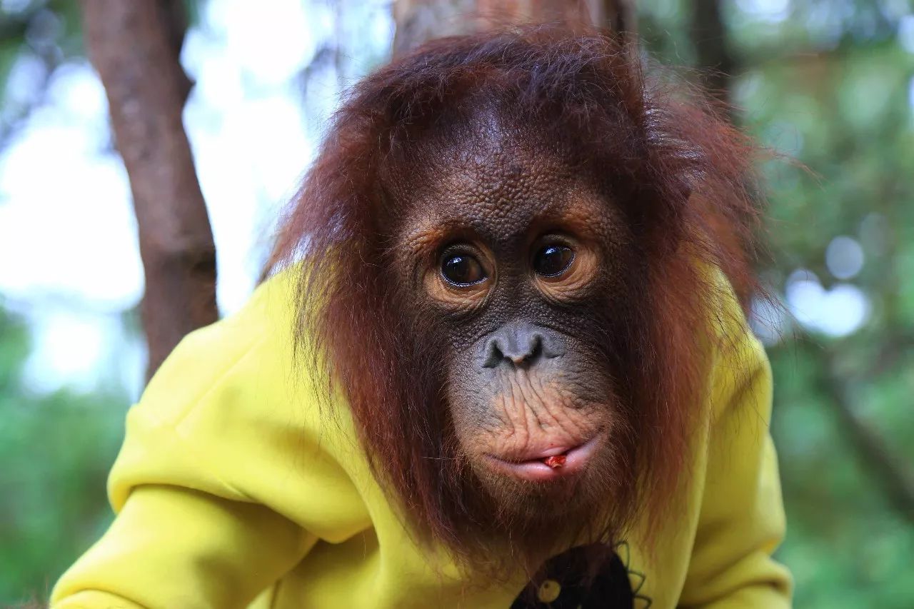 科技重塑人與自然和諧交響，動物大明星的交響樂章