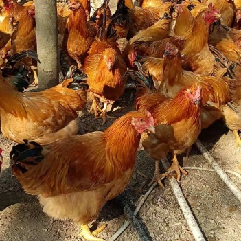 閹雞最新行情，巷弄深處的風(fēng)味秘境探索