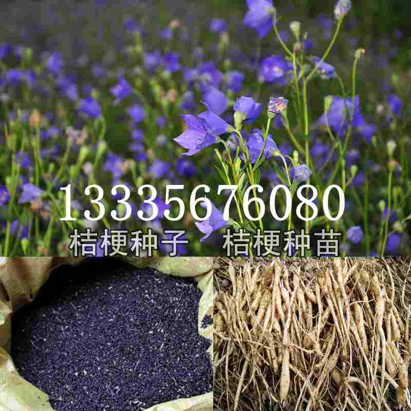 桔梗種子價(jià)格揭秘，成長(zhǎng)旅程與自信綻放之路