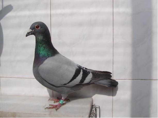 賽鴿定向新進展揭秘，小巷中的神秘寶藏探索