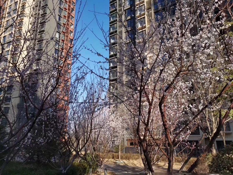 燕郊房價動態(tài)更新，科技引領(lǐng)房產(chǎn)新紀(jì)元，最新資訊速遞