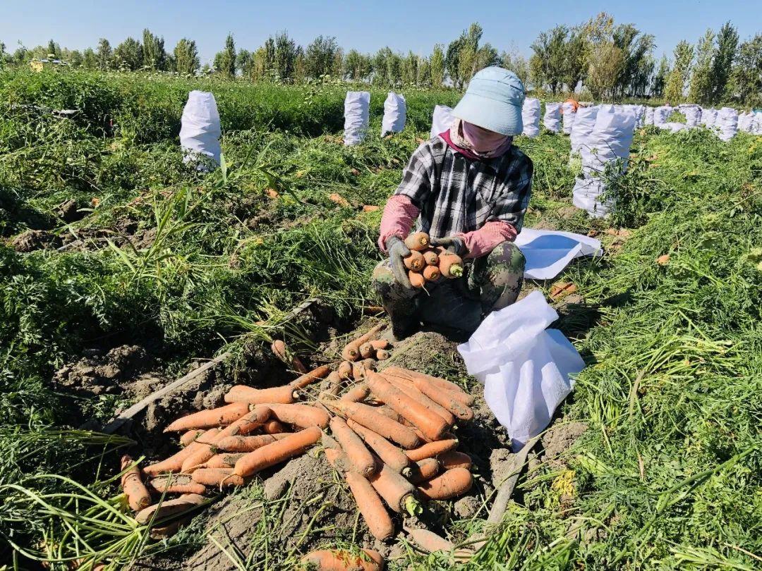 胡蘿卜最新市場價格概覽，最新市場價格指南