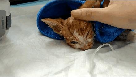 貓球比賽，激發(fā)潛力的勵志之旅