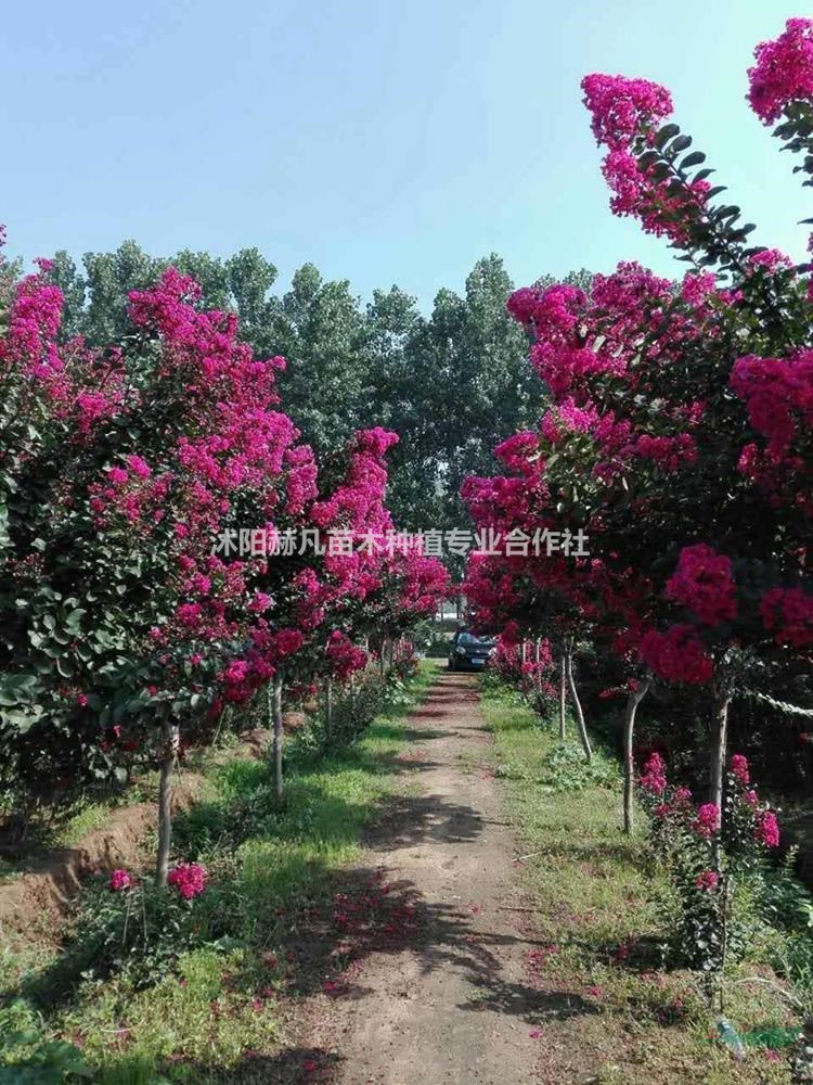 速生紫薇最新報(bào)價(jià)，開啟自然美景的旅行邀請