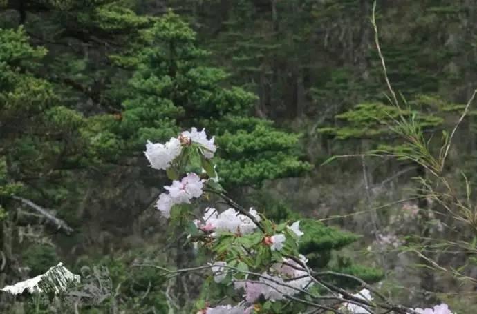 雨崩最新美景圖，探索與欣賞的詳細(xì)步驟指南，美不勝收！