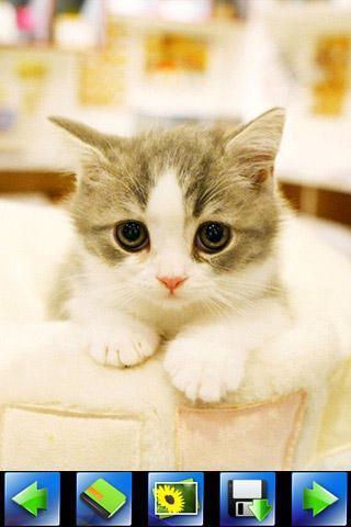 探索特色小店，最新貓咪應用下載，小巷隱藏寶藏的奇妙之旅